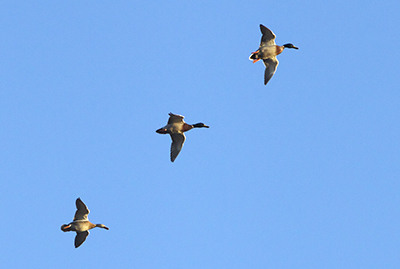 Three mallards in flight formation. [Image credit: Troy Gipps]
