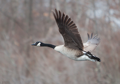 A Canada goose takes to flight. [Image credit: Troy Gipps]