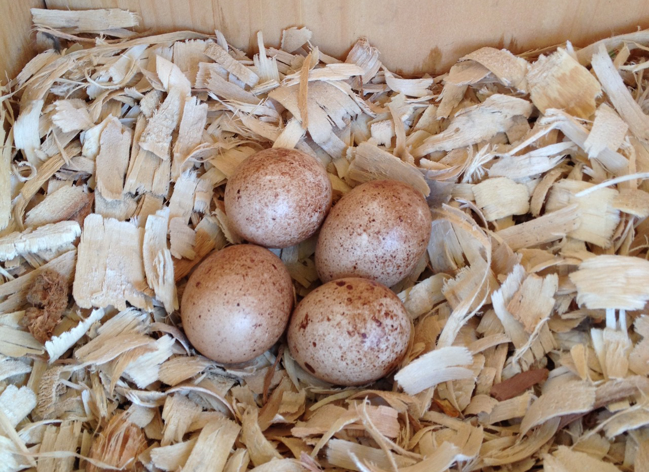 American kestrel eggs.