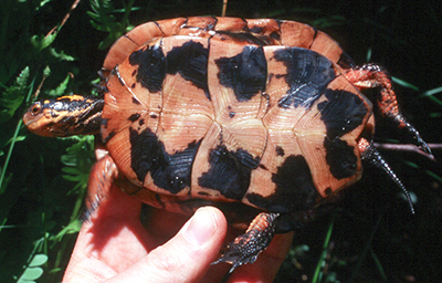 Spotted turtle plastron. [Image credit: Troy Gipps]