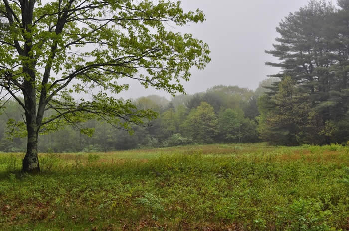 Field on Great Meadow Gateway parcel