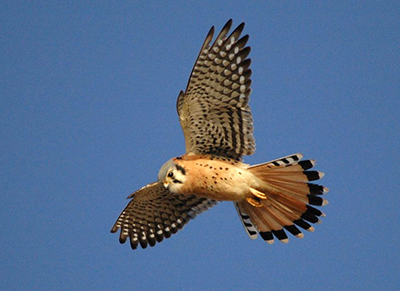 American kestrel in flight.